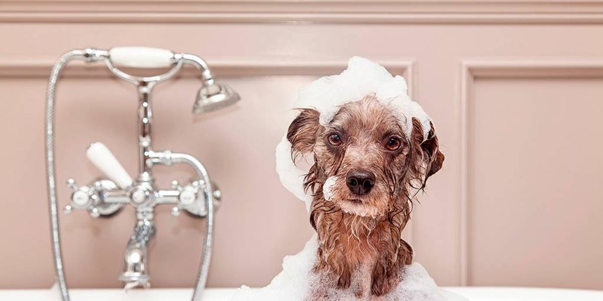 CINCO RAZONES DE POR QUÉ NO USAR PRODUCTOS HUMANOS EN NUESTRAS MASCOTAS